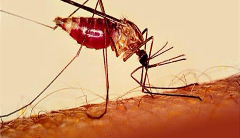 مدير الصحة لإليزي: تسجيل 93 إصابة.. وحالة وفاة لرعية إفريقي بالملاريا