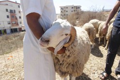 عيد الأضحى.. هذه هي نقاط بيع المواشي في قسنطينة