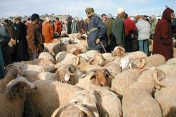 تسجيل 2031 قضية متعلقة بسرقة المواشي سنة 2014