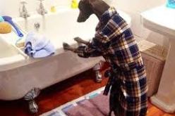 شاهد أغرب كلب تراه في حياتك