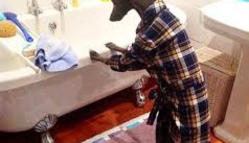 شاهد أغرب كلب تراه في حياتك