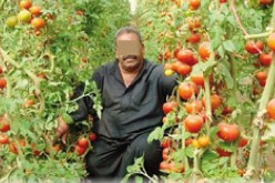 ضياع حوالي 15 بالمائة من محصول الطماطم الصناعية بشرق البلاد بسبب نقص اليد العاملة