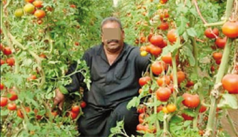 ضياع حوالي 15 بالمائة من محصول الطماطم الصناعية بشرق البلاد بسبب نقص اليد العاملة