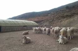 شهادات ضمان للأضاحي الفاسدة في قسنطينة