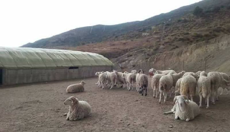 شهادات ضمان للأضاحي الفاسدة في قسنطينة