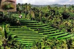 الجزائر تشارك في المنتدى الـ6 لتحالف الحضارات بأندونيسيا