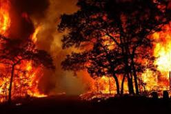 وفاة 7 أشخاص بعد  حريق نشب في غابات بأمريكا