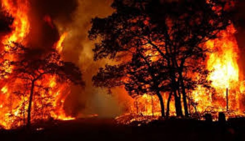 وفاة 7 أشخاص بعد  حريق نشب في غابات بأمريكا