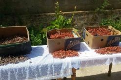 حجز أكثر من 20 كلغ من المرجان الخام بالطارف