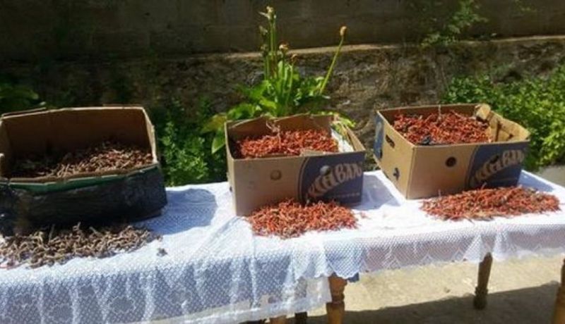 حجز أكثر من 20 كلغ من المرجان الخام بالطارف