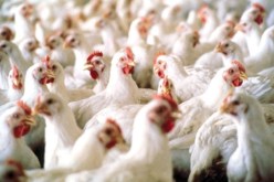 حريق يتسبب في نفوق أزيد من ألف دجاجة بغليزان