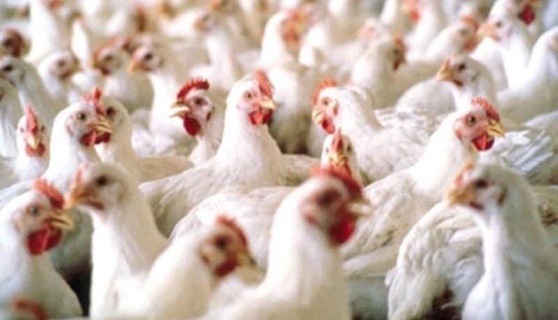 حريق يتسبب في نفوق أزيد من ألف دجاجة بغليزان