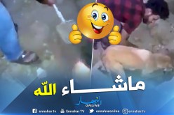 بالفيديو.. مجموعة من الشباب يساعدون كلبة لإخراج أبناءها تحت الحطام