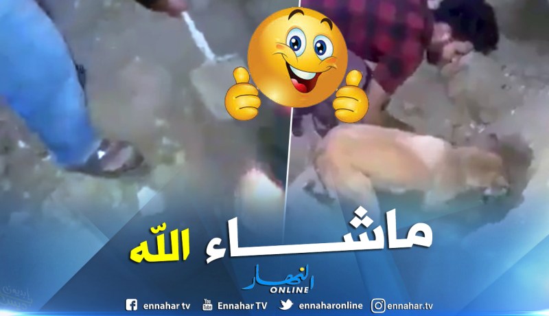 بالفيديو.. مجموعة من الشباب يساعدون كلبة لإخراج أبناءها تحت الحطام