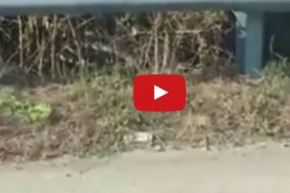 بالفيديو .. فأرة في معركة شرسة مع ثعبان إنقاذا لصغيرها