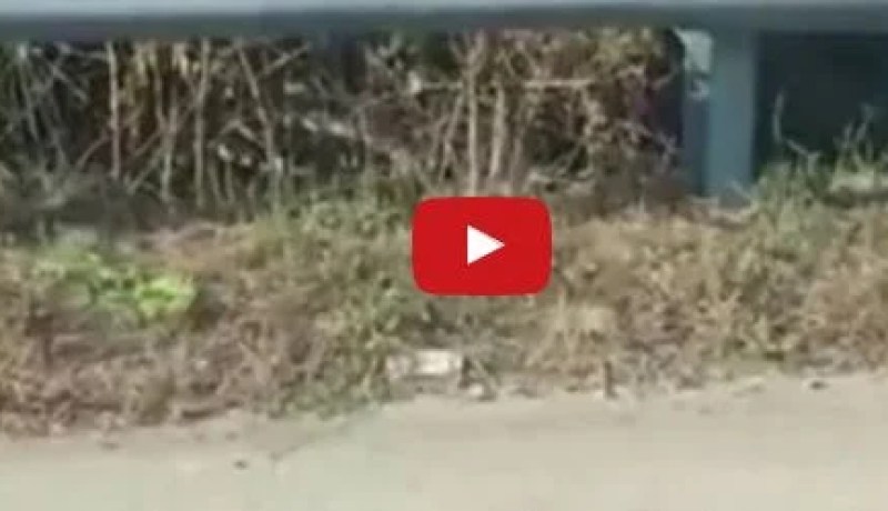 بالفيديو .. فأرة في معركة شرسة مع ثعبان إنقاذا لصغيرها