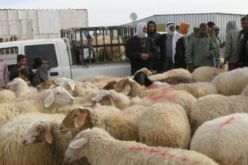 قرار ولائي لغلق أسواق الماشية للحد من انتشار داء الحمى القلاعية في البيض