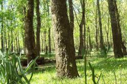 استغلال متواضع لمنتجات الثروة الغابية بالطارف