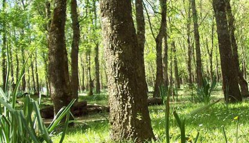 استغلال متواضع لمنتجات الثروة الغابية بالطارف