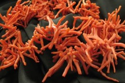 تسريح استئناف نشاط صيد المرجان بعد أيام 