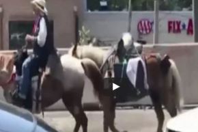 بالفيديو.. راعي البقر يعطل الحركة المرورية في نيوجيرسي الأمريكية