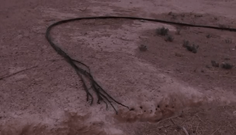 المسيلة: حريق يتسبب في تفحم 95 رأسا من الغنم في أم الشمل