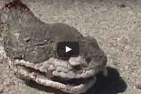 بالفيديو.. شاهد ماذا فعل ثعبان بعد قطع رأسه