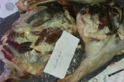 بوعزقي: “600 حالة أضاحي متعفنة”