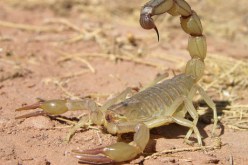 تسجيل أزيد من 1100 لسعة عقرب خلال السداسي الأول 2014 بالجلفة