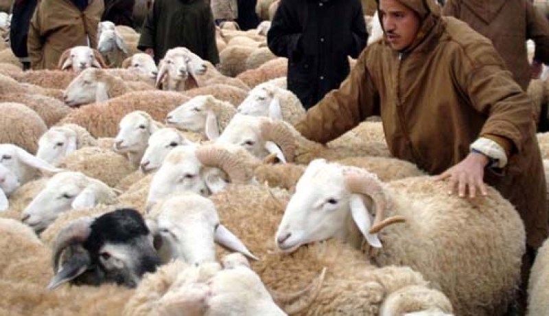 أسعار ملتهبة لأضاحي العيد عبر مجموع نقاط البيع والأسواق بأم البواقي