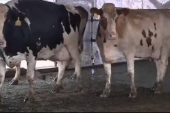 اكتشاف بؤرة جديدة للحمى القلاعية بولاية الجلفة