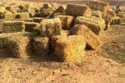 توقيف شيخ متلبس بتهريب قنطار من الكيف داخل أعلاف الماشية في غيليزان