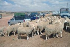 استرجاع 217 رأسا من الماشية تعرض للسرقة بسيدي هجرس في المسيلة