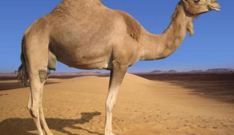تمنراست تأهب لإحياء عيد الجمل في طبعته الثالثة