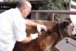 وزارة الفلاحة تعلن أن مرض الحمى القلاعية مس سبع ولايات عبر الوطن