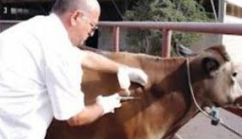 وزارة الفلاحة تعلن أن مرض الحمى القلاعية مس سبع ولايات عبر الوطن