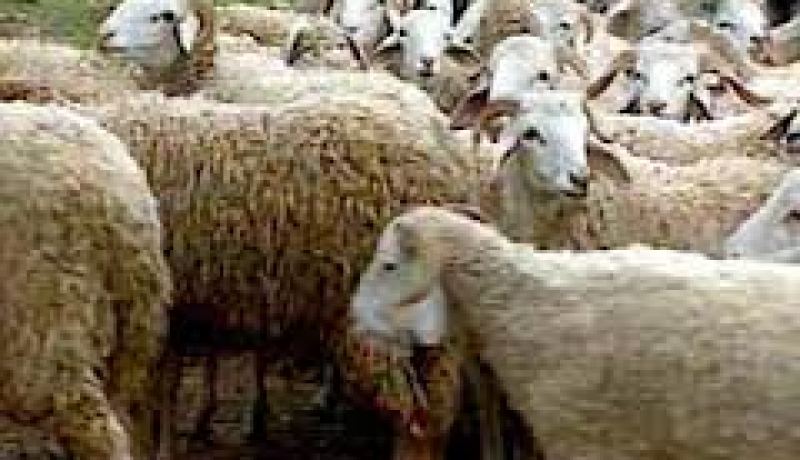 تشديد الرقابة البيطرية على الماشية قبل البيع تحسبا لعيد الأضحى المبارك