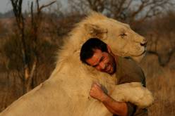 بالفيديو رجل يداعب الأسود والفهود والنمور ويقضي معظم اوقاته معها