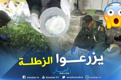 بالصور.. الدرك يكشف مخبر تقليدي لزراعة القنب الهندي في أم البواقي