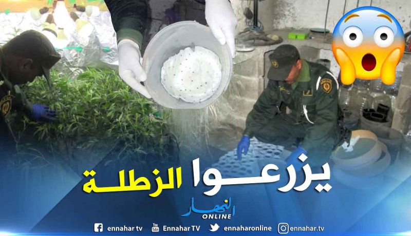 بالصور.. الدرك يكشف مخبر تقليدي لزراعة القنب الهندي في أم البواقي
