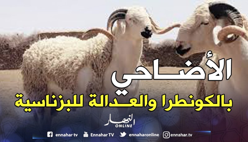 بيع الأضاحي بـ«الكونطرا» والعدالة لـ«البزناسية»