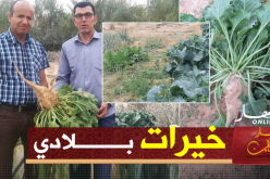 الوادي: الشمندر السكري نجاح التجربة بالجنوب وآفاق تنتظر التجسيد