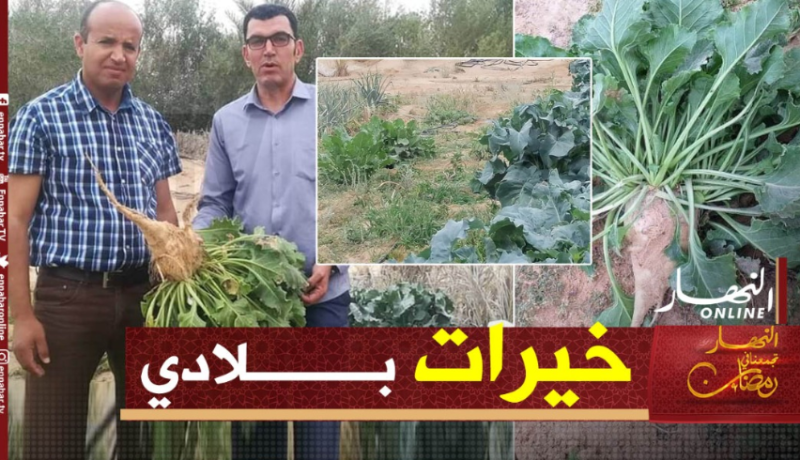 الوادي: الشمندر السكري نجاح التجربة بالجنوب وآفاق تنتظر التجسيد