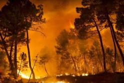 حريقان يتلفان أكثر من 36 هكتارا من الغابات بتيسمسيلت