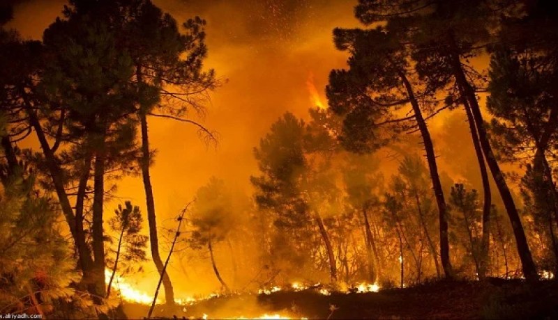 حريقان يتلفان أكثر من 36 هكتارا من الغابات بتيسمسيلت