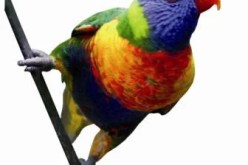 عاما حبسا و720 مليون غرامة من أجل ببغاء بتمنراست