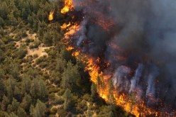 محافظ الغابات بتيزي وزو: “لم نسجل نفوق حيوانات في حرائق الولاية”