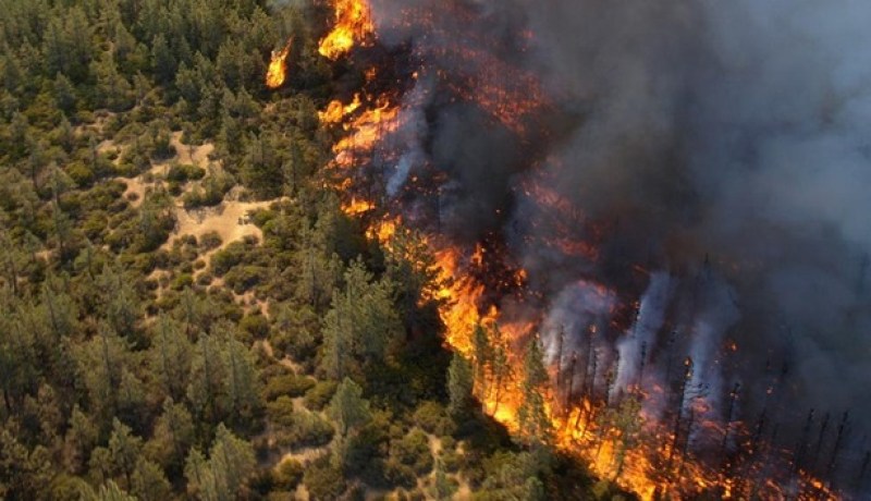 محافظ الغابات بتيزي وزو: “لم نسجل نفوق حيوانات في حرائق الولاية”