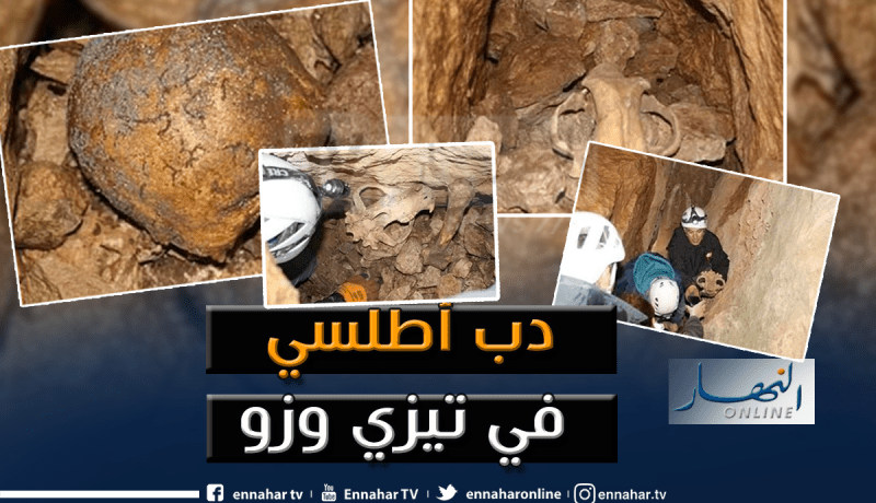 اكتشاف دب الأطلس الأسطوري بجبال تيزي وزو
