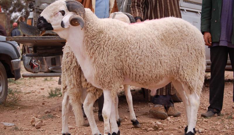 وباء المواشي لن يؤثر على أضاحي العيد لهذا العام